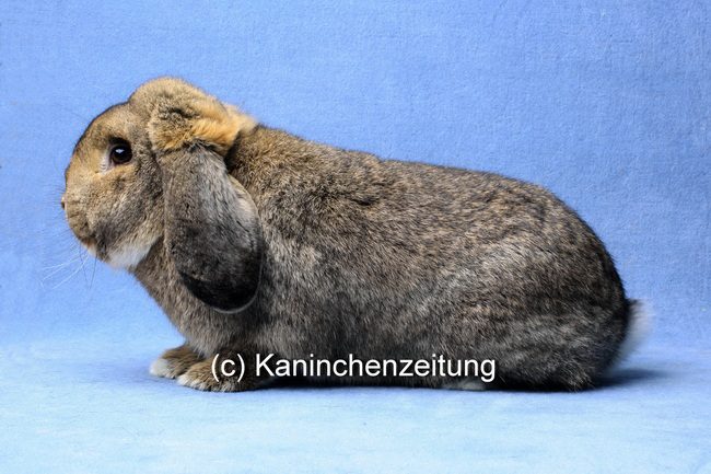 Deutsche Kleinwidder, wildfarben