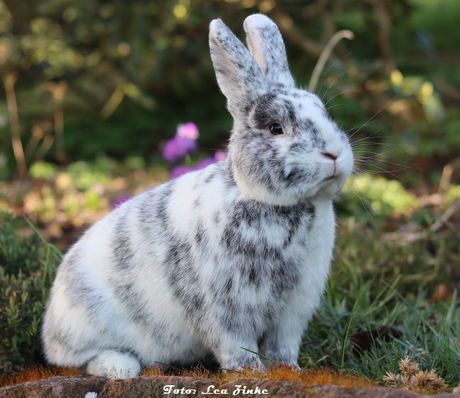 Rhönkaninchen